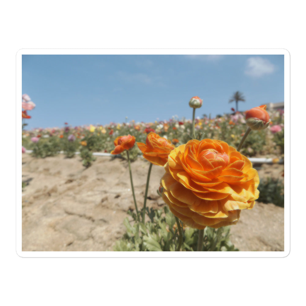 Carlsbad flower Field sticker