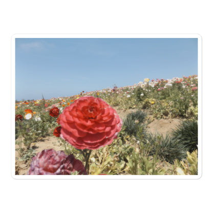 Carlsbad flower Field 2 stickers